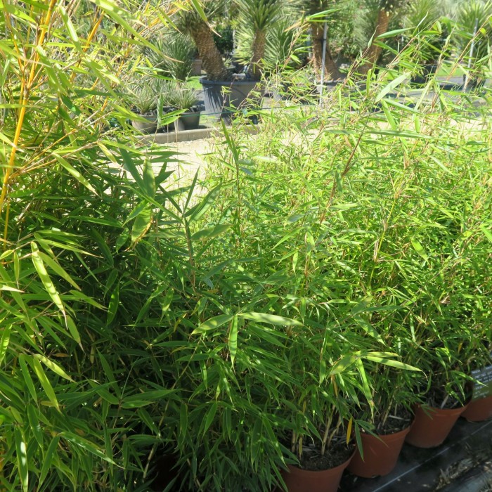 Bambou Fargesia Rufa - Vente en ligne de plants de Bambou Fargesia