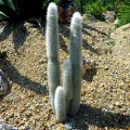 Cactus Cleistocactus strausii