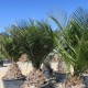 Palmier Jubaea chilensis