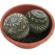 Cactus Mammillaria hahniana