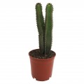Cactus Euphorbia canariensis