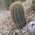 Cactus Echinopsis atacamensis ssp. pasacana (Trichocereus pasacana)