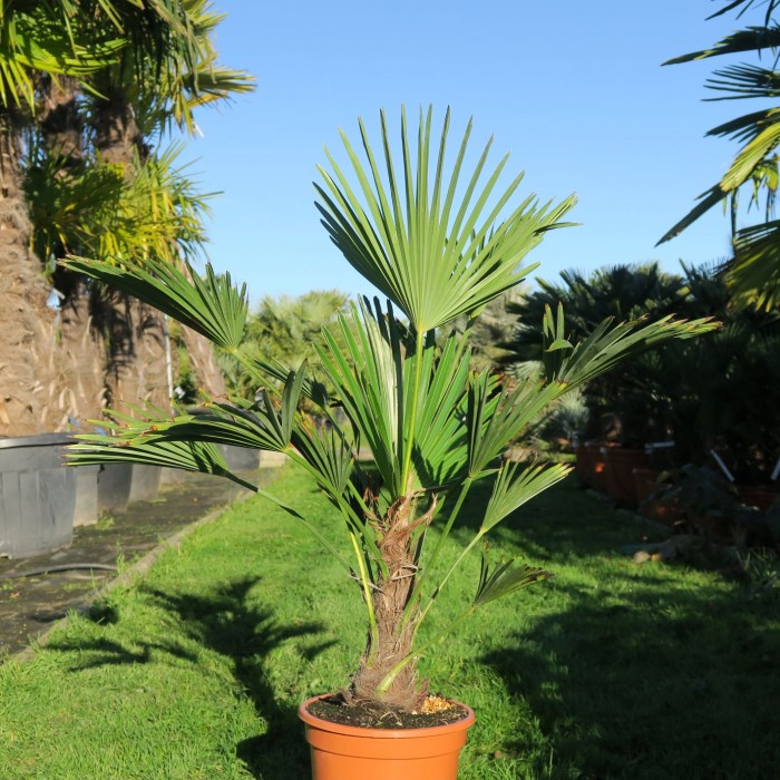 Palmier Trachycarpus