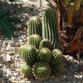 Cactus Echinopsis spachiana (trichocereus spachianus)