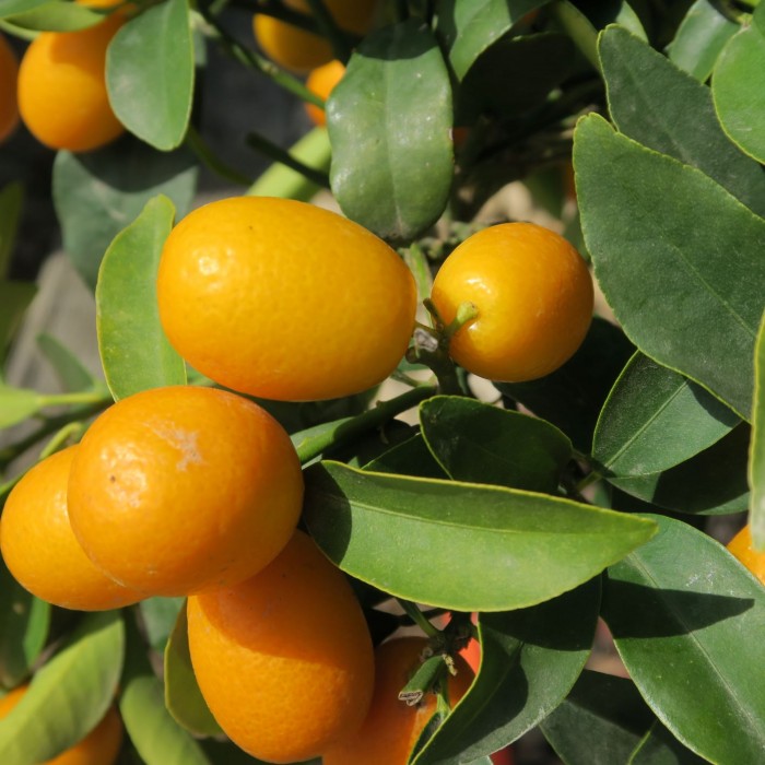 Citrus kumquat - Demi tige