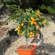 Citrus kumquat - Demi tige