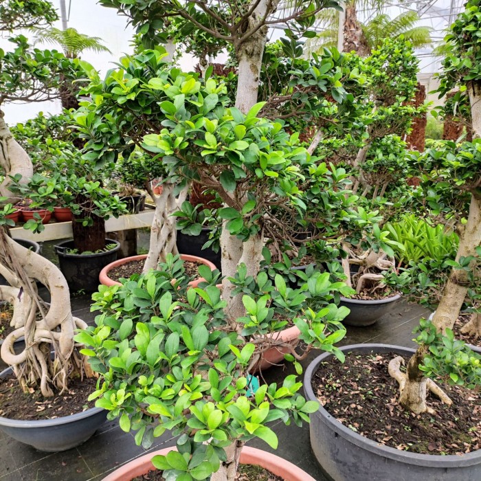 Ficus microcarpa compacta bonzaï