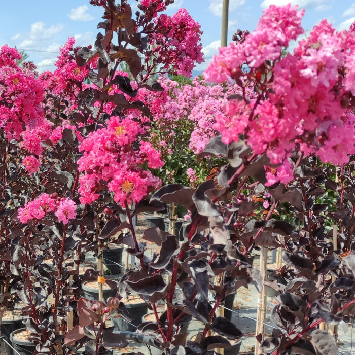 Lagerstroemia indica "shell pink"