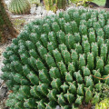 Cactus Euphorbia resinifera