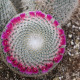 Cactus Mammillaria hahniana