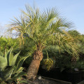 Palmier Butia catarinensis