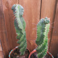 Cactus Cereus jamacaru Spiralis