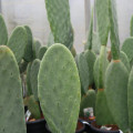 Cactus Opuntia titania
