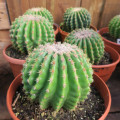 Cactus Echinocactus grusonii var. subinermis