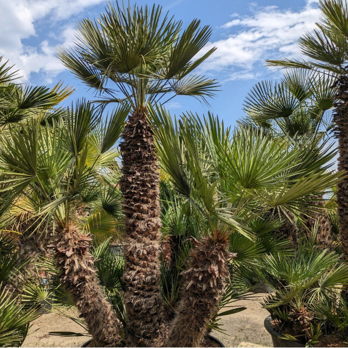 Palmier Chamaerops humilis ou palmier nain méditerranéen