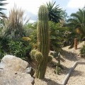 Cactus Echinopsis terscheckii