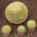 Cactus Echinocactus grusonii