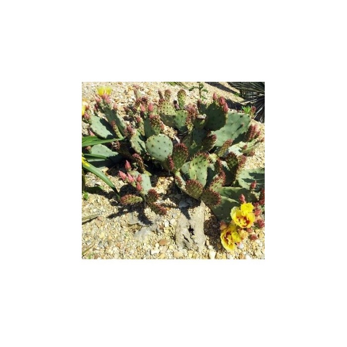 Cactus Opuntia macrocentra