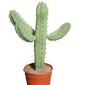 Cactus myrtillocactus