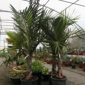 Palmiers d'intérieur
