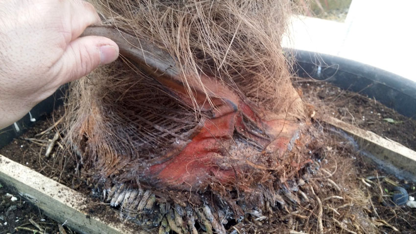Savoir dénuder un stipe de palmier trachycarpus