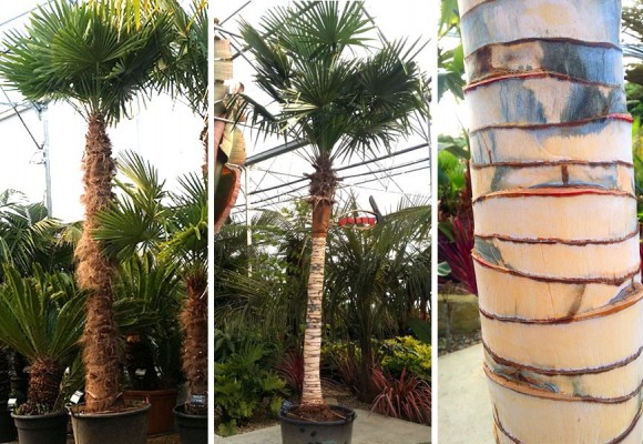 Savoir dénuder un stipe de palmier trachycarpus