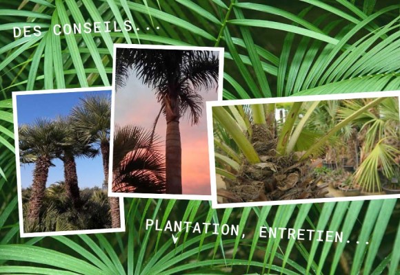 Conseils pour planter et entretenir un palmier 